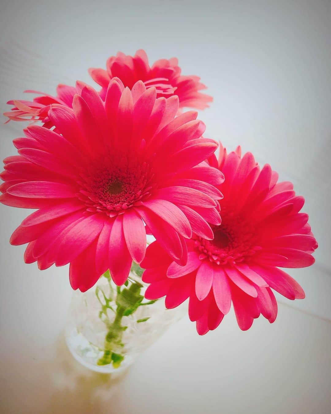藤原絵里さんのインスタグラム写真 - (藤原絵里Instagram)「・ 元気になれる🌸 ・ #ガーベラ #花のある暮らし #花のある生活 #花のあるくらし #花のある暮らしを楽しむ #お花のある暮らし」6月26日 12時41分 - erifujiwara0523