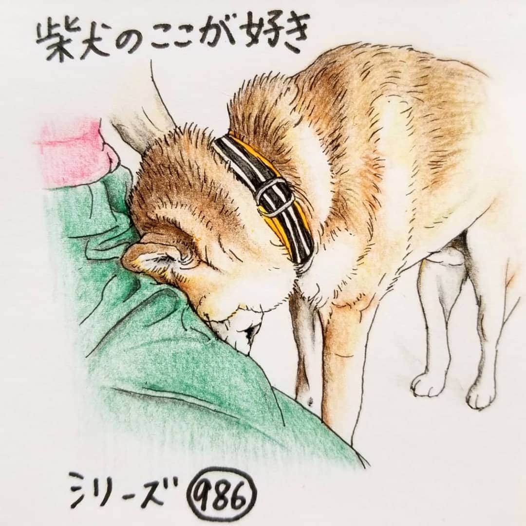 ハナとソラさんのインスタグラム写真 - (ハナとソラInstagram)「#ここ柴部 『柴犬のここが好きシリーズ986』 ご主人のからだに おでこを擦り付けてくるとこ。  さっきのこと、謝ってるの？  それとも、もしかして、 顔拭いてる？ * モデルは @sunukichikun さんとこのすぬきちくんです💓 * #柴犬のここが好き #favoritepartsofshibainu #illustgram #illustration #dogart #shibastagram #shibainu #colorpencil #柴犬 #イラスト #しばいぬ #しばすたぐらむ #いらすとぐらむ #色鉛筆 #柴公園イラスト」6月26日 12時42分 - nsdikm_hanasora