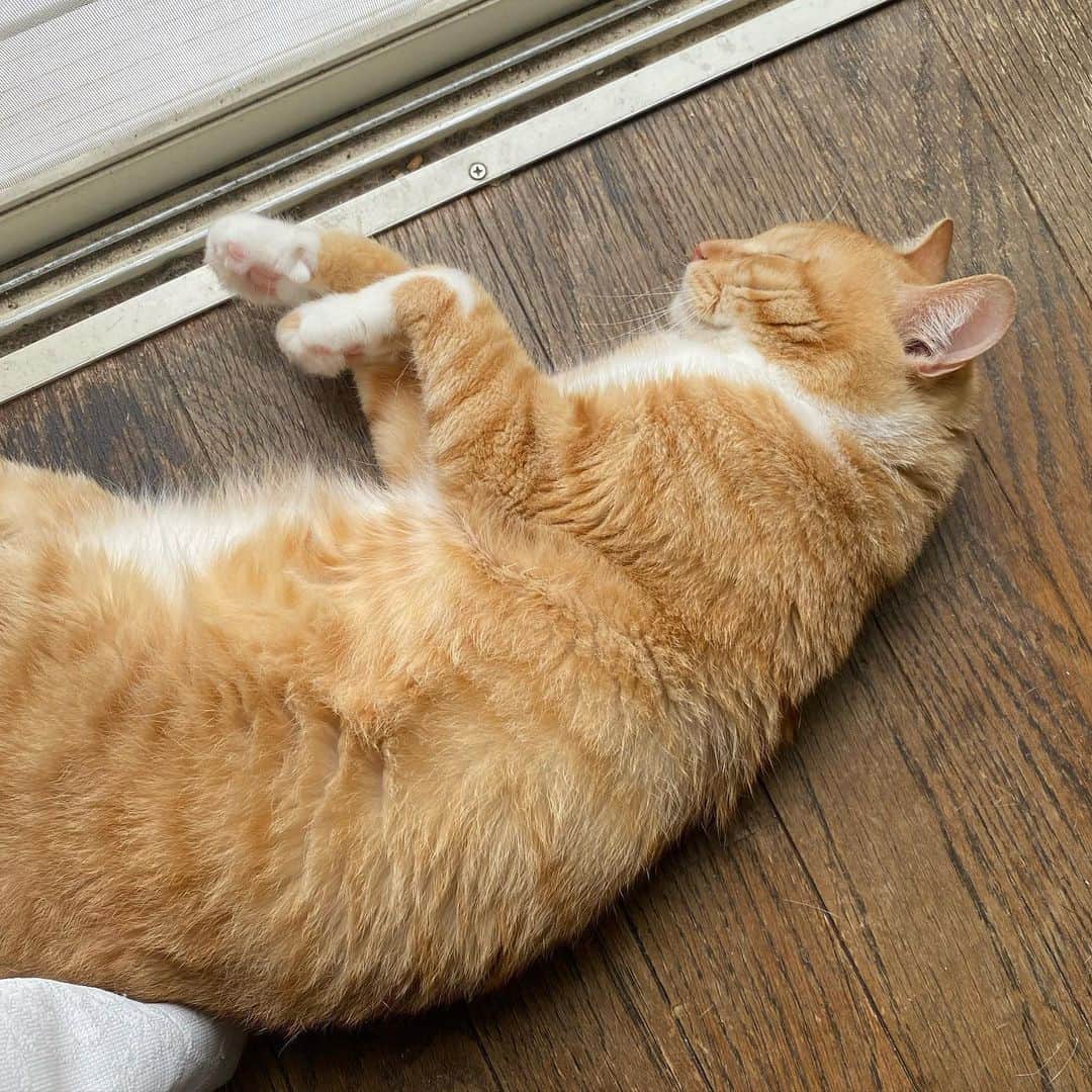 金巻ともこさんのインスタグラム写真 - (金巻ともこInstagram)「ねむいねあついね  #hakuchai #cat #茶トラ #猫多頭飼い #tabby #orangetabby #catstagram」6月26日 13時08分 - tomotomoco