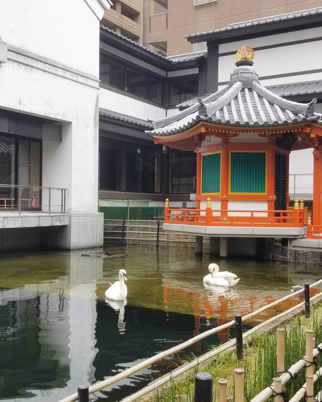 谷口キヨコさんのインスタグラム写真 - (谷口キヨコInstagram)「今日も六角堂におまいりに行きましたよ‼️今日は白鳥か前に来てくれたの。 #六角堂 #白鳥 #谷口キヨコ #きよぴー #京都」6月26日 13時10分 - kiyokotaniguchi