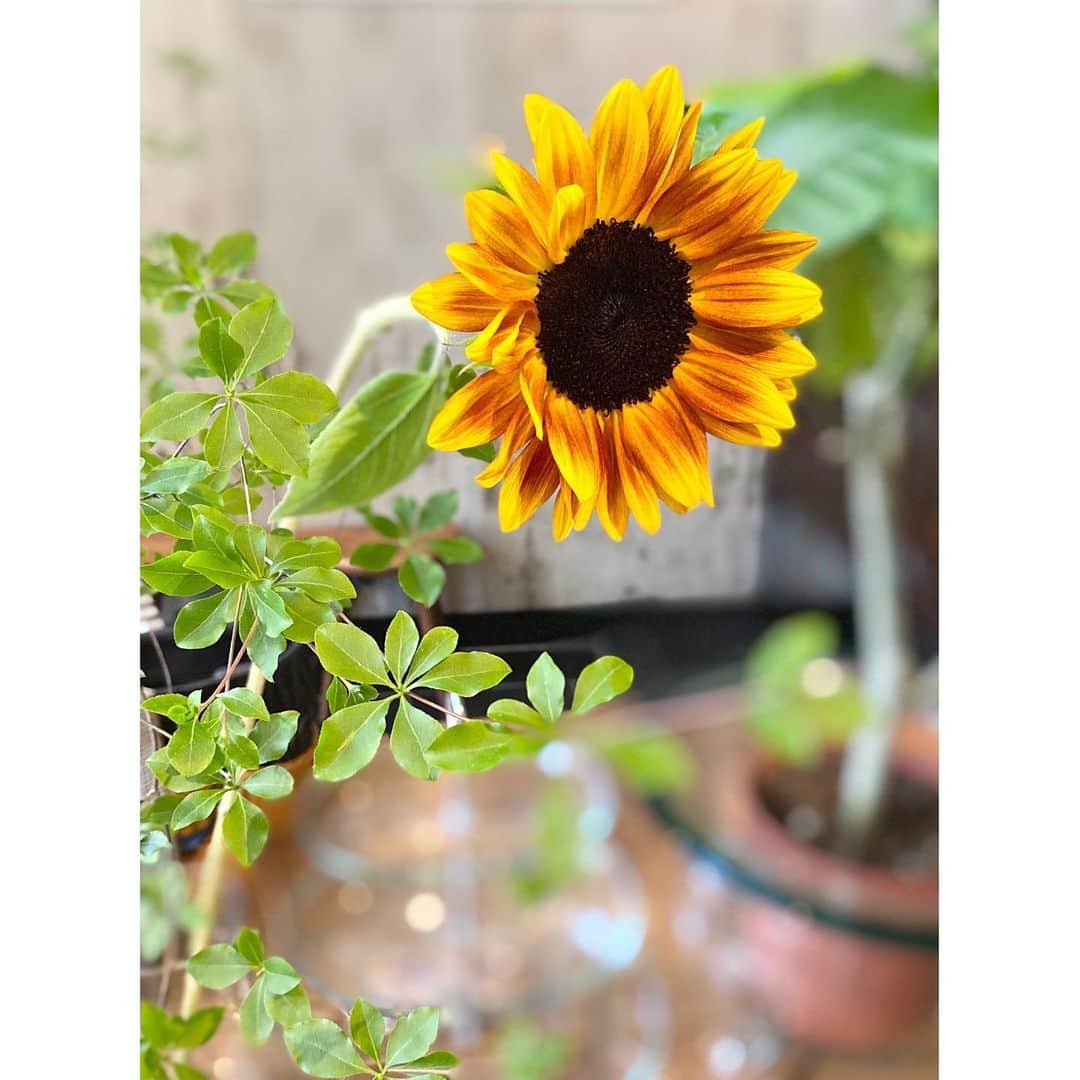 勝恵子さんのインスタグラム写真 - (勝恵子Instagram)「今日暑いー☀️☀️ 紫陽花じゃなくて、向日葵が似合う日です。  #flower #flowerloves #sunflower #instaflower #instadailypic」6月26日 13時17分 - keiko.katsu