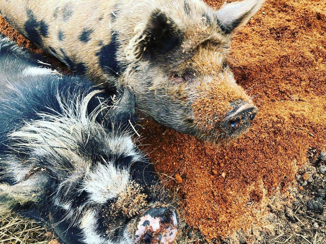 クリス・プラットのインスタグラム：「Quarantine got you down? No summer fun for your bored children? This childhood entertainment hack has amusement parks furious! Step one: Dump a giant pile of fresh sawdust on the living room floor. Step two: Wait!! And just see what happens! Did they roll around in it for hours snorting in glee!? They might even have tried to eat some of it. Don’t worry! They’ll probably be fine!! #StillwaterRanch #Tim&Faith」