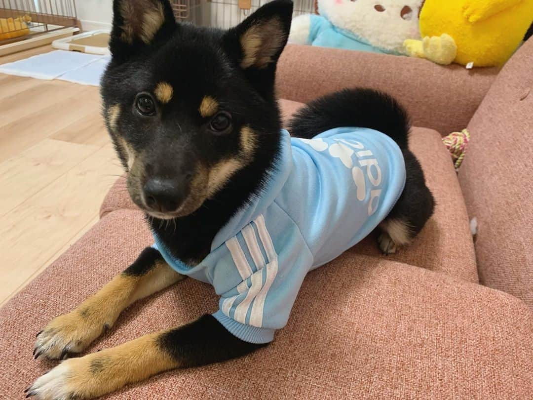 のインスタグラム：「おそろい . . . . .  #豆柴#柴犬#日本犬#黒柴#黒豆柴#まめしば#しばいぬ#しば#しばすたぐらむ #こいぬ #柴  #ここ柴部#柴子犬 #shibalove #mameshiba #kuroshiba #shibainu #shiba #shibadog #shibastagram #shibastyle#なーこ」