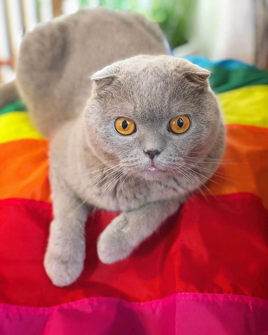 Millaさんのインスタグラム写真 - (MillaInstagram)「🤎🖤💜💙💚😽🧡❤️ #MillaTheCat」6月26日 14時46分 - millathecat