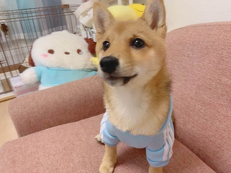 環奈（長沢菜々香の飼い犬）のインスタグラム：「パーカー届いた👕 . . . . .  #豆柴#柴犬#日本犬#黒柴#黒豆柴#まめしば#しばいぬ#しば#しばすたぐらむ #こいぬ #柴  #ここ柴部#柴子犬 #shibalove #mameshiba #kuroshiba #shibainu #shiba #shibadog #shibastagram #shibastyle#なーこ」