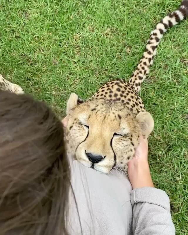 WildLifeのインスタグラム：「Sometimes we all just need a good ear massage 💆‍♀️ by @wildcatcentre #dukethecheetah」