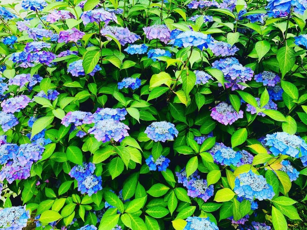 小林夏子のインスタグラム：「紫陽花に目を奪われて思わずシャッターを切った先月。 今日同じ道を通ったら もう元気なかった… 本格的な夏が近づいてきてるんだね。 空とか海とかもそうだけど 自然が作り出すグラデーションって本当に綺麗。  #flower #hydrangea #rainyseason  #summer #beautiful  #nature #color  #gradation #vivid #days #roadside  #love #life #thanks」
