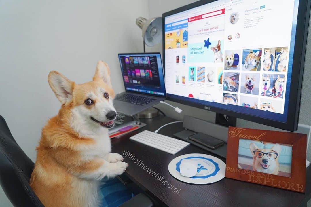 Liloのインスタグラム：「Everyday has been #takeyourdogtoworkday over here lately woof... But look pawductivity has never been better! Treat output has quadruple this year and that’s pawesome to me woof! 🥰」
