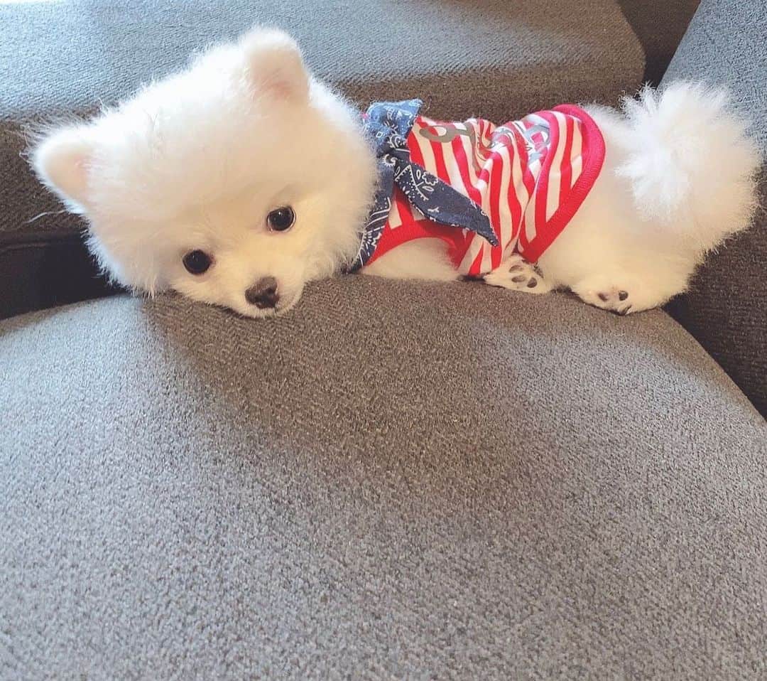 仙石みなみのインスタグラム：「.🐾 はぁ、、すき♡ . #ポメラニアン #pomeranian #dog #わんこ #犬 #犬のいるくらし #Love」