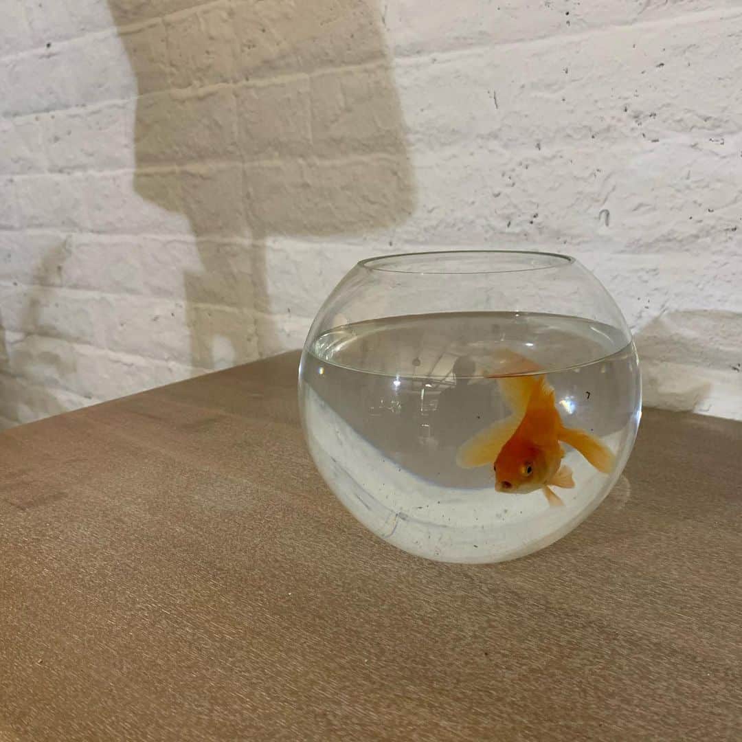 チャン・チュンニンのインスタグラム：「遠看金魚悠哉的水中游  走近一看令人目瞪口呆 ⋯⋯⋯⋯⋯⋯⋯⋯ 怎麼金魚那麼會大便😂」