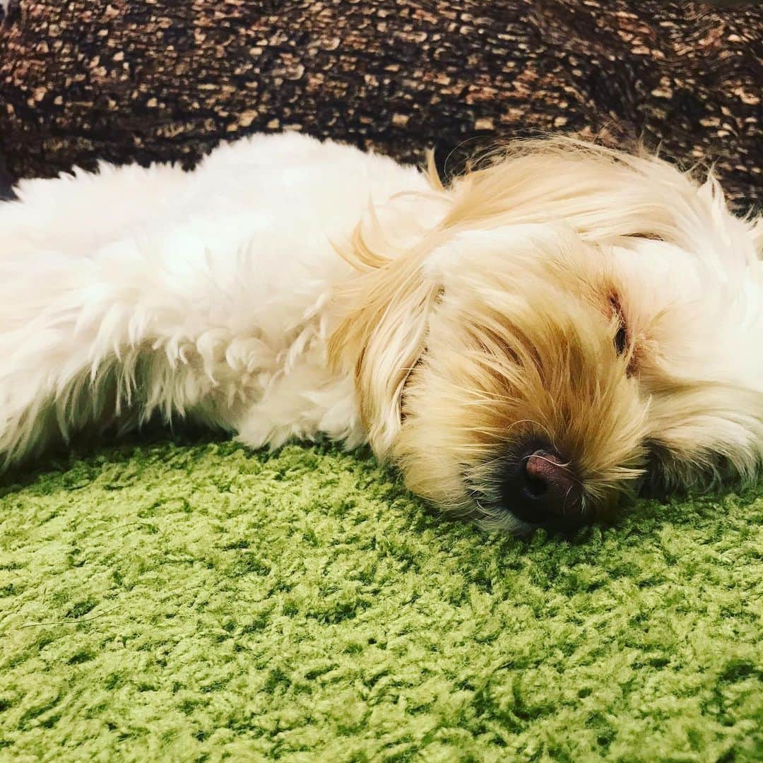 北山陽一のインスタグラム：「おやすみなさい。#きたやまおもち」