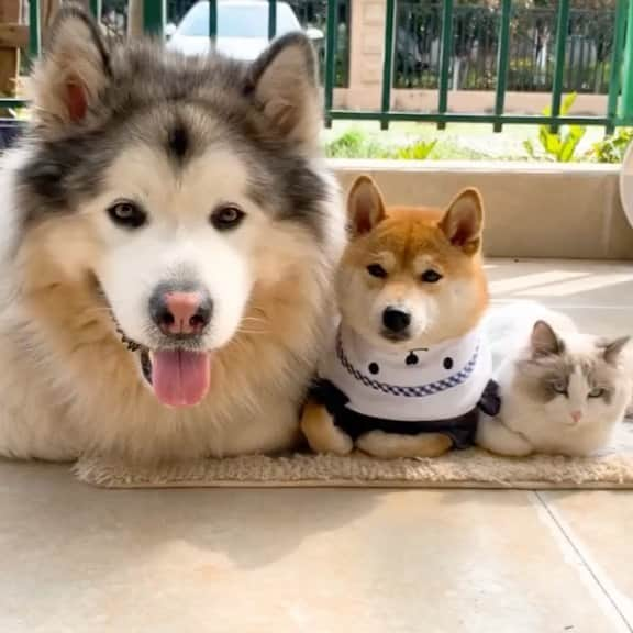 husky and malamuteのインスタグラム：「😍😍😍😍 Cute family」