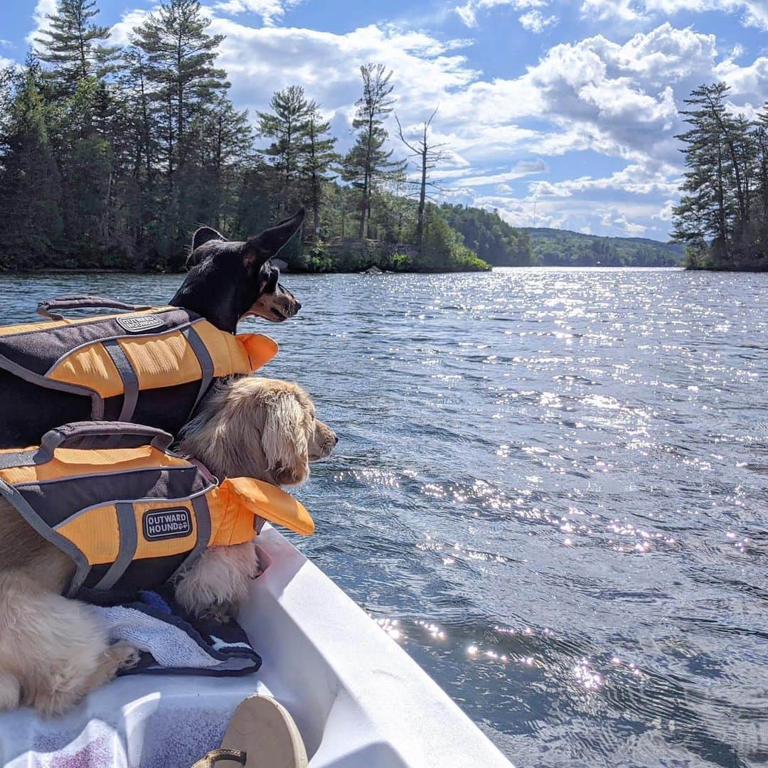 Crusoe the Celebrity Dachshundさんのインスタグラム写真 - (Crusoe the Celebrity DachshundInstagram)「“Long overdue, finally hit the water for the first time this year!” ~ Crusoe」6月27日 1時00分 - crusoe_dachshund