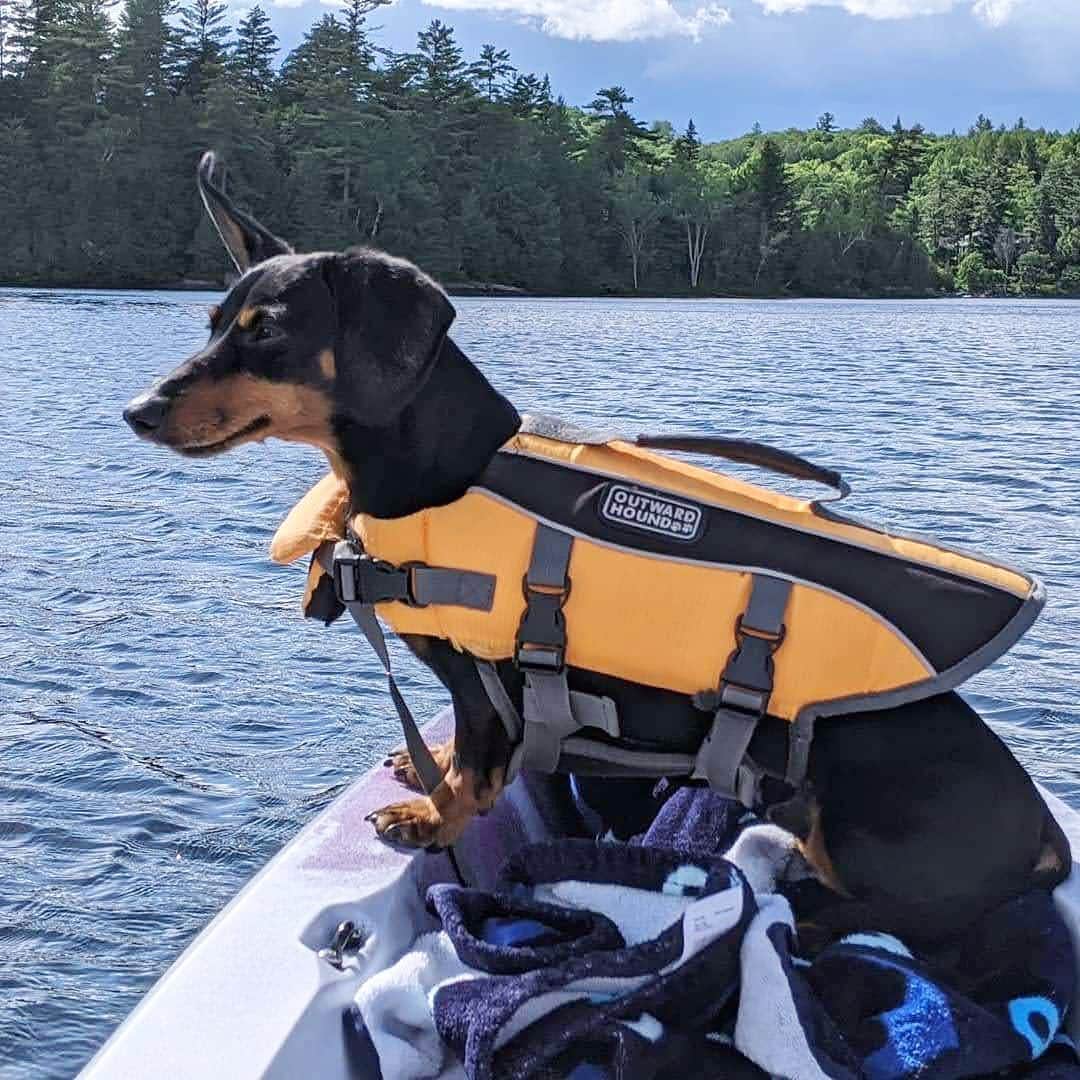 Crusoe the Celebrity Dachshundさんのインスタグラム写真 - (Crusoe the Celebrity DachshundInstagram)「“Long overdue, finally hit the water for the first time this year!” ~ Crusoe」6月27日 1時00分 - crusoe_dachshund