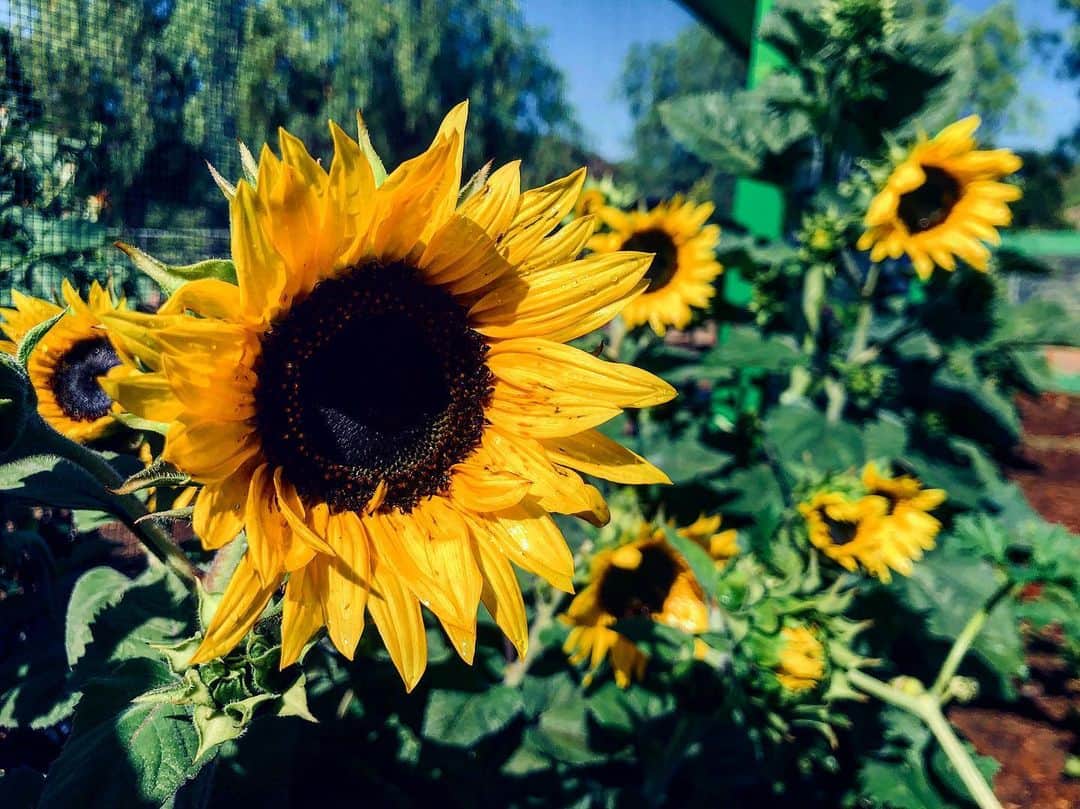 ケリスのインスタグラム：「Buenos dias!!! In my garden 9:13am」