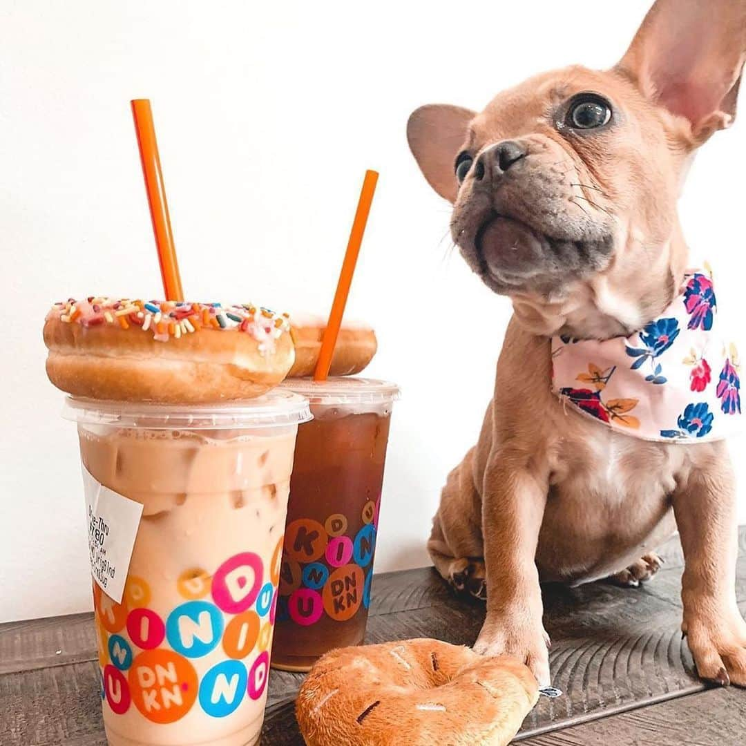 ダンキンドーナツさんのインスタグラム写真 - (ダンキンドーナツInstagram)「Hey there! I'm Cooper the Chief Joy Officer at the Dunkin' Joy in Childhood Foundation, taking over because it's #TakeYourDogtoWorkDay! I’m in charge of bringing joy to everyone I meet & love taking a Dunkin' break with my human, just like these other pups. 🐶🍩」6月27日 1時46分 - dunkin