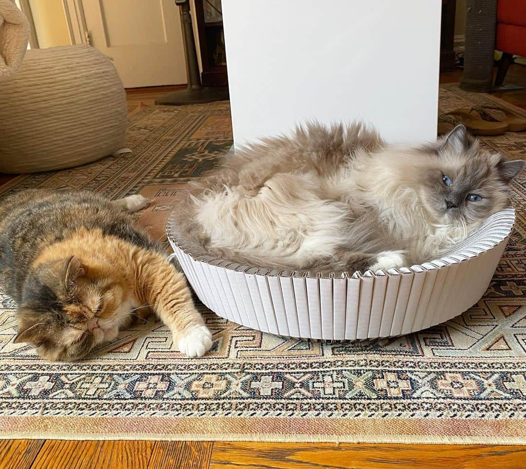 Tinaのインスタグラム：「Snoozy Friday 💗」