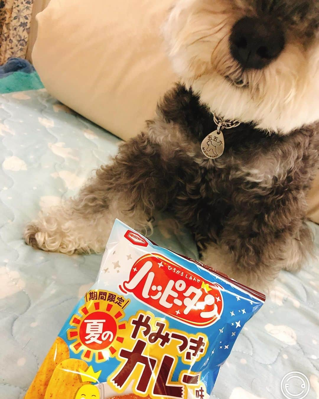 西尾夕紀さんのインスタグラム写真 - (西尾夕紀Instagram)「いまコレが話題らしい…🐶 ハッピーターン　 やみつきカレー味🍛。 やみうまコンソメ味。  ボクも 食べてみたいワン🐶‼️ #ハッピーターン #期間限定 #夏のやみつきカレー #やみうまコンソメ #コゴローも気になる #みんな知ってた⁇」6月26日 16時57分 - yuki_nishio_