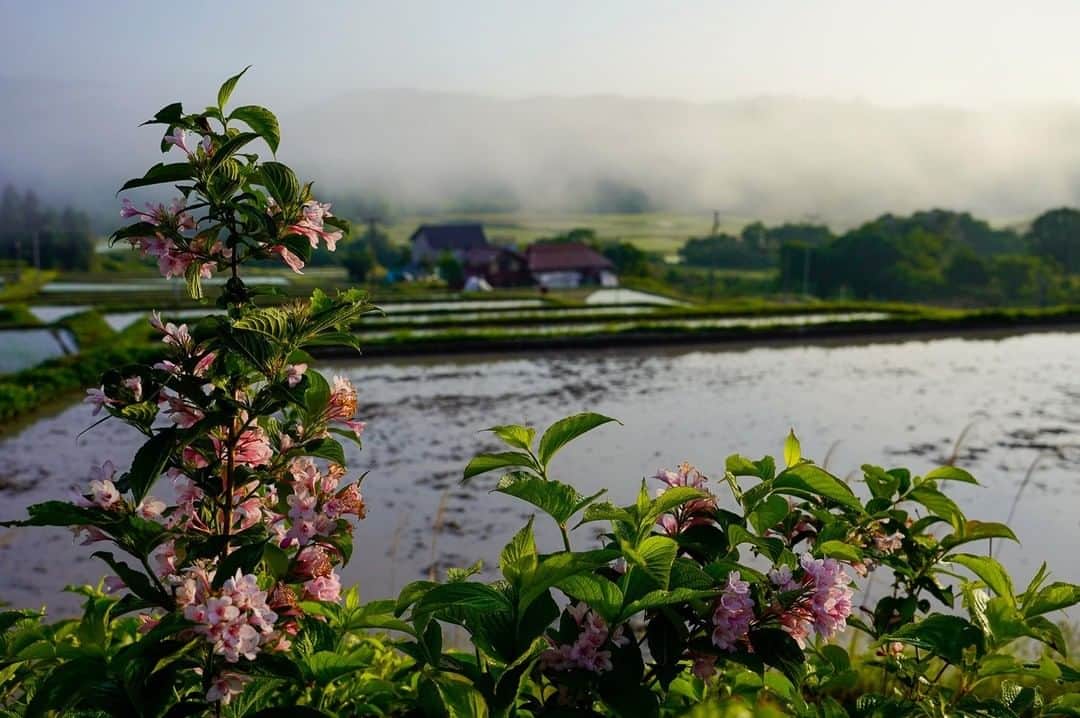 福島県さんのインスタグラム写真 - (福島県Instagram)「【朝霧とともに】  丘へ向かう坂道で、名も知らぬピンクの花の向こうに、谷間を流れる朝霧が見えてきました。遠くに早起きの農家さんが田んぼに向かう姿が見えます。  #喜多方市 #会津 #福島県 #kitakatacity #fukushima  #traveljapan #futurefromfukushima  #ふくしまからはじめよう #新しい生活様式からはじめよう」6月26日 17時20分 - realize_fukushima