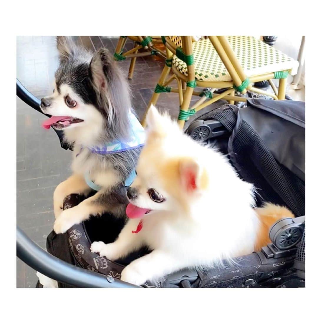 風花舞さんのインスタグラム写真 - (風花舞Instagram)「久々にshampooからのdog cafe。  二人ともピョンピョン飛び跳ねながら、全身で喜びを表現していました🤣」6月26日 17時32分 - kazahanamai_official