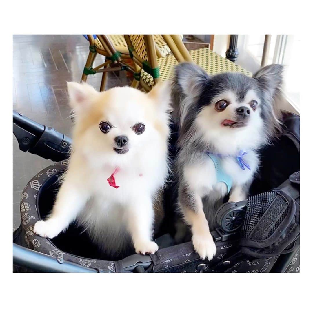 風花舞さんのインスタグラム写真 - (風花舞Instagram)「久々にshampooからのdog cafe。  二人ともピョンピョン飛び跳ねながら、全身で喜びを表現していました🤣」6月26日 17時32分 - kazahanamai_official