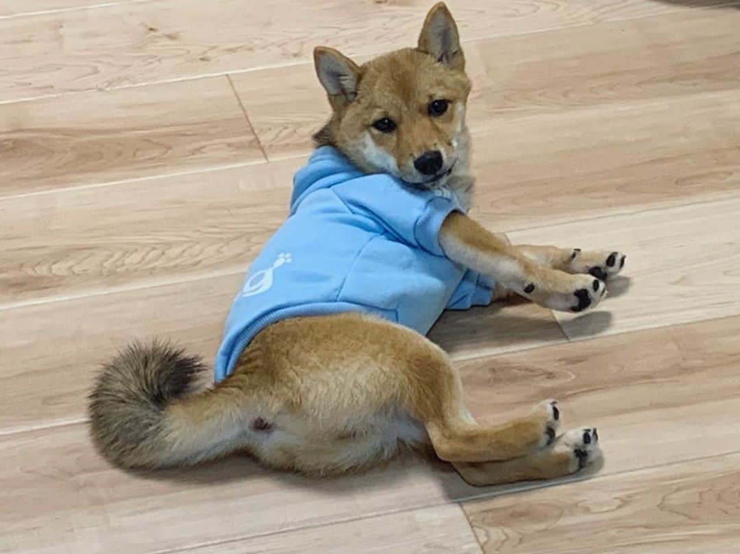 のインスタグラム：「定位置 . . . . .  #豆柴#柴犬#日本犬#黒柴#黒豆柴#まめしば#しばいぬ#しば#しばすたぐらむ #こいぬ #柴  #ここ柴部#柴子犬 #shibalove #mameshiba #kuroshiba #shibainu #shiba #shibadog #shibastagram #shibastyle#なーこ」