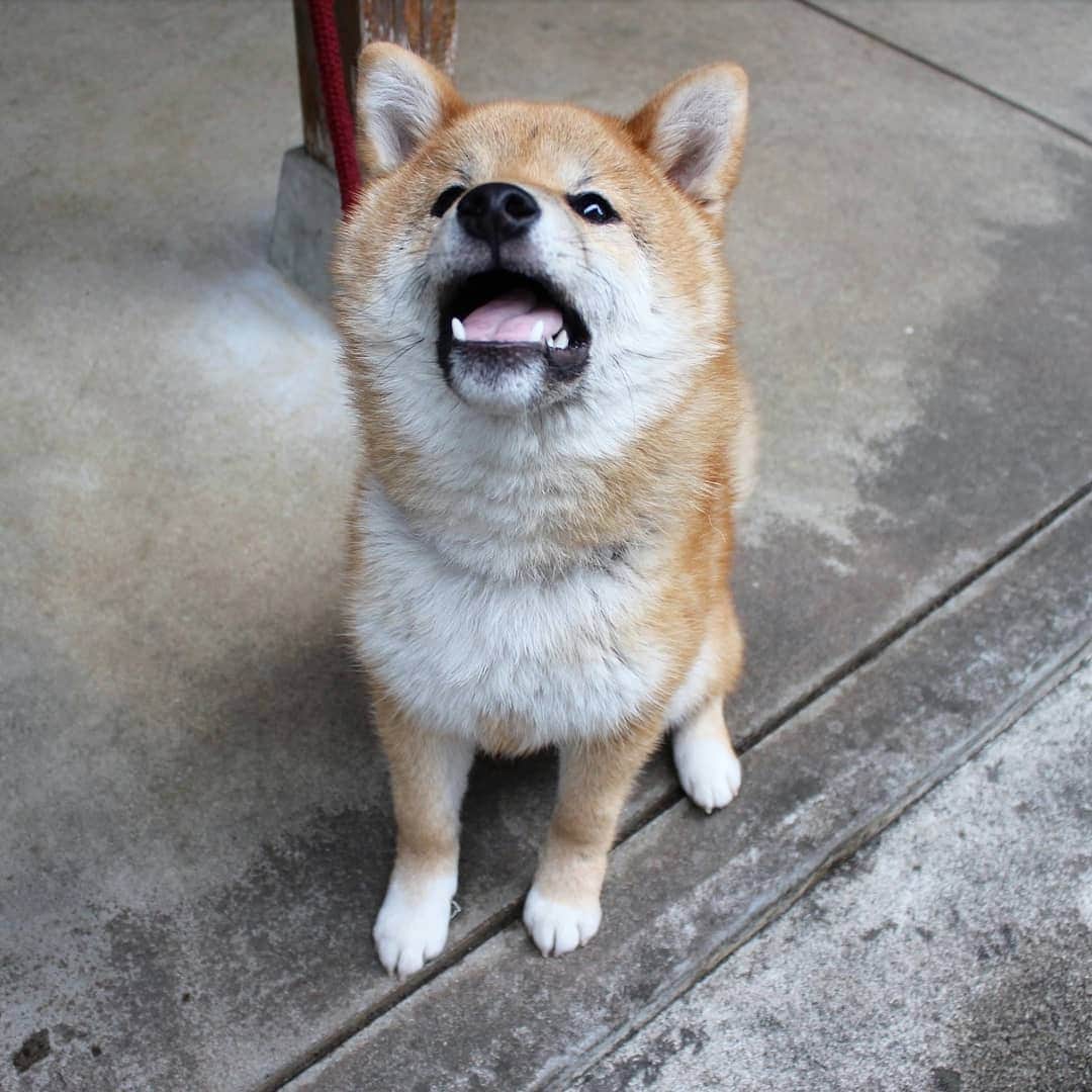 柴犬たま Shibainu Tamaさんのインスタグラム写真 - (柴犬たま Shibainu TamaInstagram)「コイ「歯に詰まって、取れないぞ…？」﻿ ﻿ ワンコも意外と歯と歯の間にものが詰まるらしい🦷﻿ たまが時々、草が詰まって取るのに苦労する(笑)﻿ ﻿﻿﻿ Caption trans🇬🇧﻿﻿﻿ Koi: "Food is stuck between your teeth and you can't get it out...?"﻿ I heard that dogs get stuck between their teeth too, and sometimes Tama has a hard time getting rid of the grass because it gets stuck🦷(lol)﻿ ﻿﻿﻿ #たま家族 #柴犬コイ #舌ぺろ #かなりひし形 #ふわもこ﻿ #柴犬 #shiba #shibainu #shibastagram #犬 #dog #柴犬子犬 #子犬 #shibapuppy #shibainupuppy #puppy」6月26日 17時57分 - tama7653