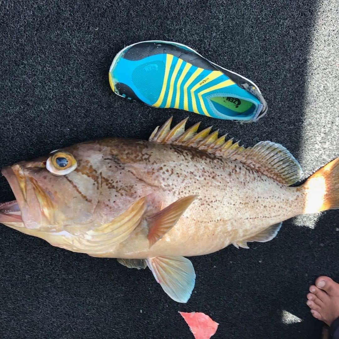 山下しげのりのインスタグラム：「靴サイズは26㎝です。　＃魚　#魚釣り」