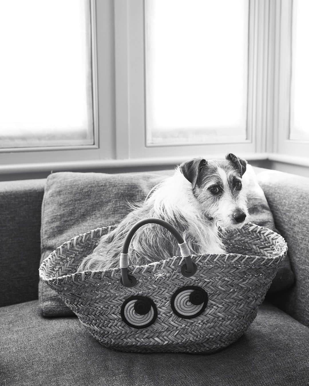 のインスタグラム：「#InternationalBringYourDogToWorkDay in Anya Hindmarch 🐶 #wearingANYA」
