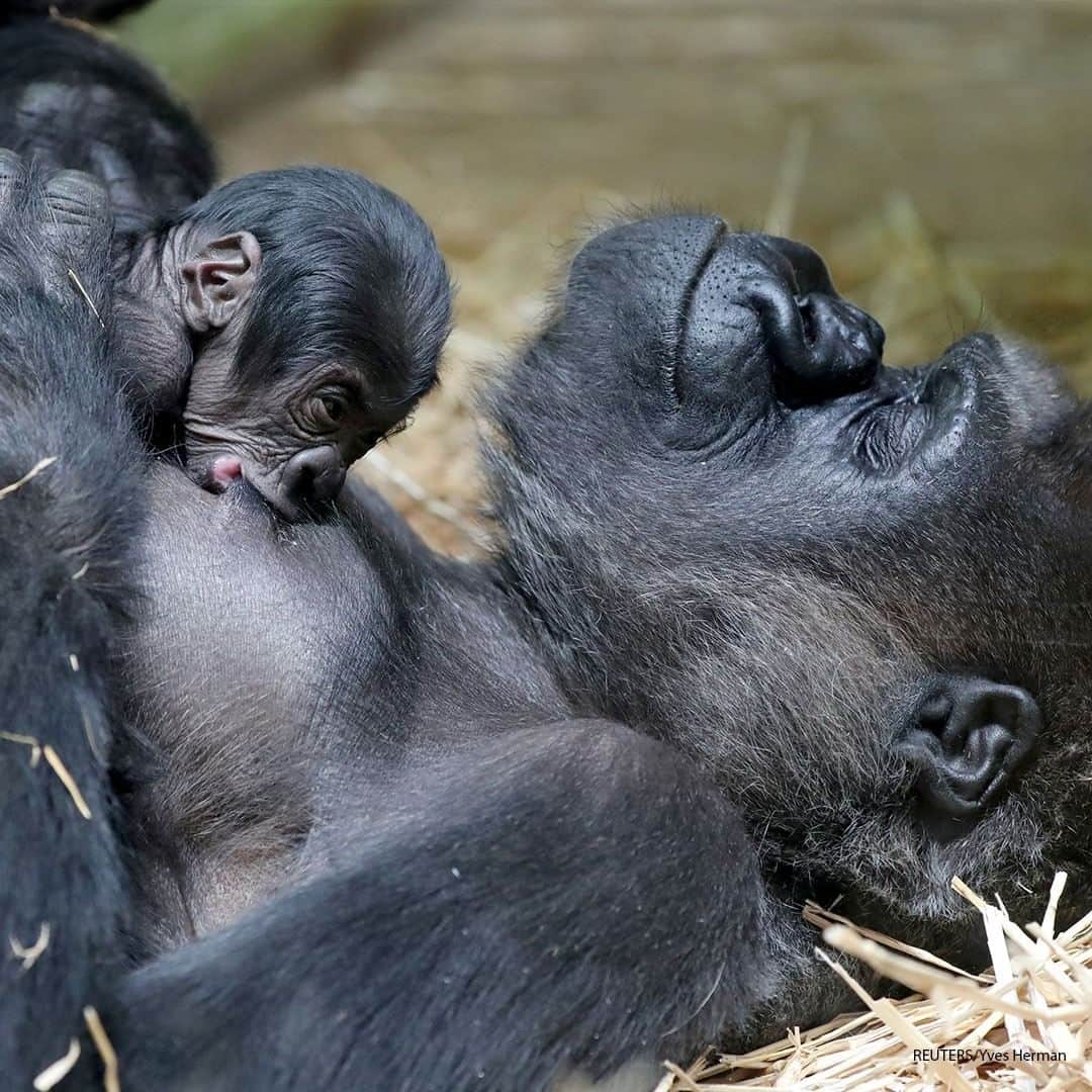 ABC Newsさんのインスタグラム写真 - (ABC NewsInstagram)「A new born baby Western lowland gorilla is seen with its mother Mambele at the Antwerp zoo in Antwerp, Belgium. #gorilla #newborn #babygorilla」6月26日 18時30分 - abcnews