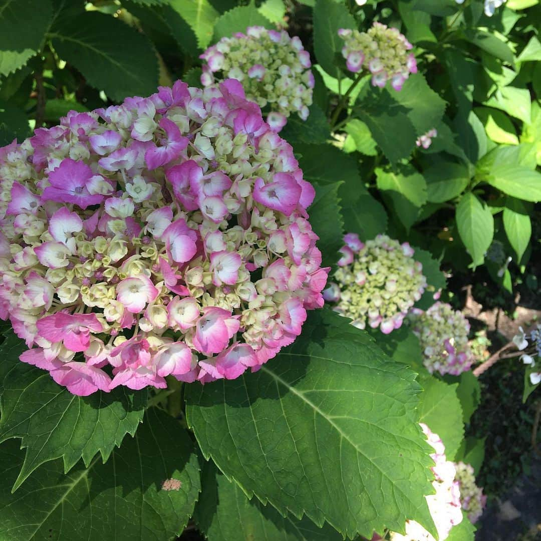 増山敬子さんのインスタグラム写真 - (増山敬子Instagram)「この季節 とても綺麗な紫陽花に癒されますね😌✨✨ * *  #府中#紫陽花の季節#アジサイの花  #府中市郷土の森博物館」6月26日 19時04分 - keikomasuyama