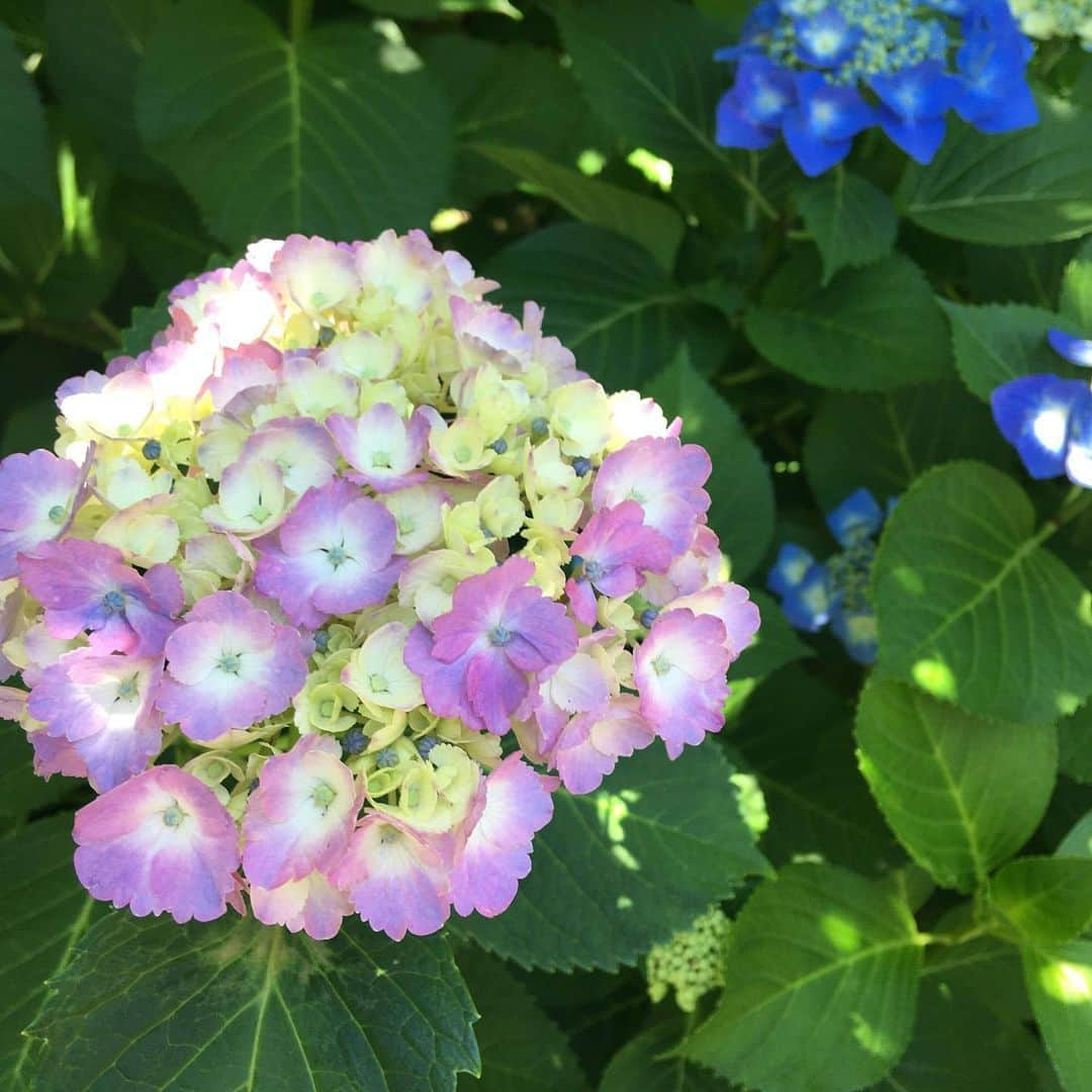 増山敬子さんのインスタグラム写真 - (増山敬子Instagram)「この季節 とても綺麗な紫陽花に癒されますね😌✨✨ * *  #府中#紫陽花の季節#アジサイの花  #府中市郷土の森博物館」6月26日 19時04分 - keikomasuyama