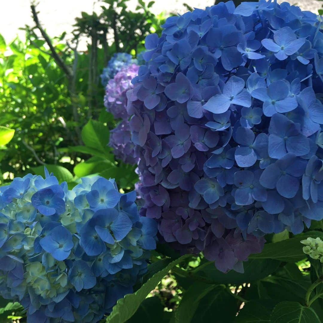 増山敬子さんのインスタグラム写真 - (増山敬子Instagram)「この季節 とても綺麗な紫陽花に癒されますね😌✨✨ * *  #府中#紫陽花の季節#アジサイの花  #府中市郷土の森博物館」6月26日 19時04分 - keikomasuyama