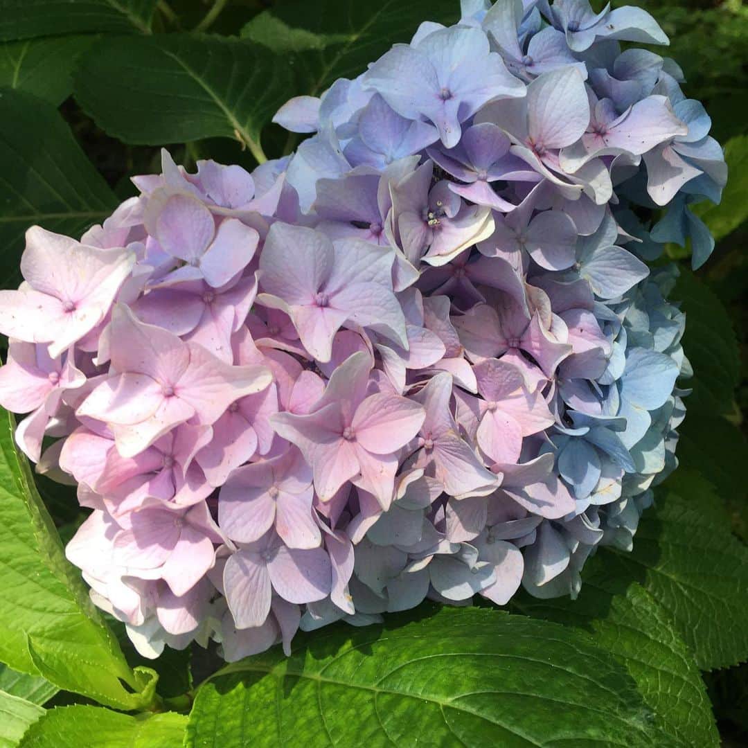 増山敬子さんのインスタグラム写真 - (増山敬子Instagram)「この季節 とても綺麗な紫陽花に癒されますね😌✨✨ * *  #府中#紫陽花の季節#アジサイの花  #府中市郷土の森博物館」6月26日 19時04分 - keikomasuyama
