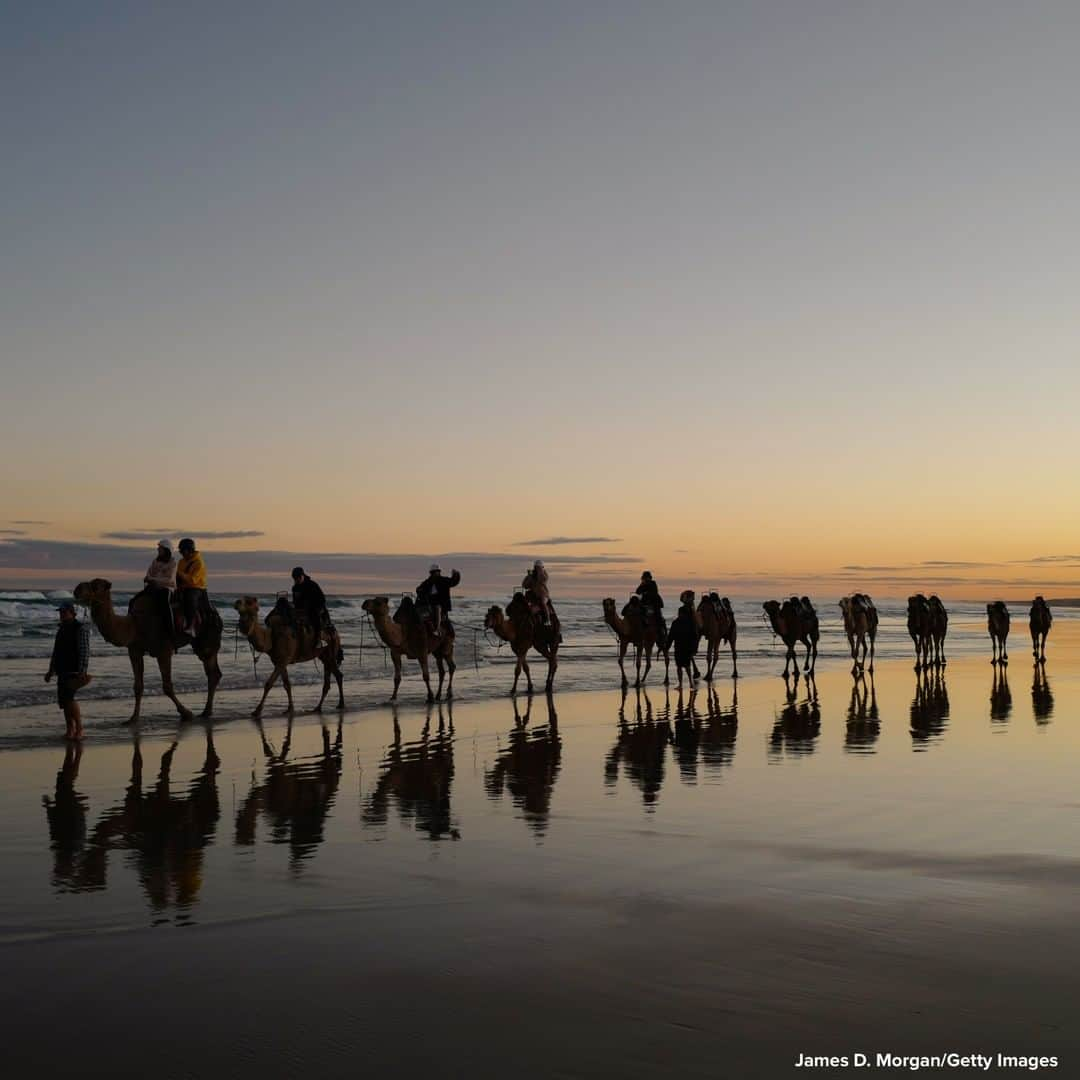 ABC Newsさんのインスタグラム写真 - (ABC NewsInstagram)「Tourists ride camels in Port Stephens, Australia, as domestic tourism starts to resume following the easing of travel restrictions imposed due to the COVID-19 outbreak. #camels #animals #australia #beach #tourism」6月26日 18時56分 - abcnews