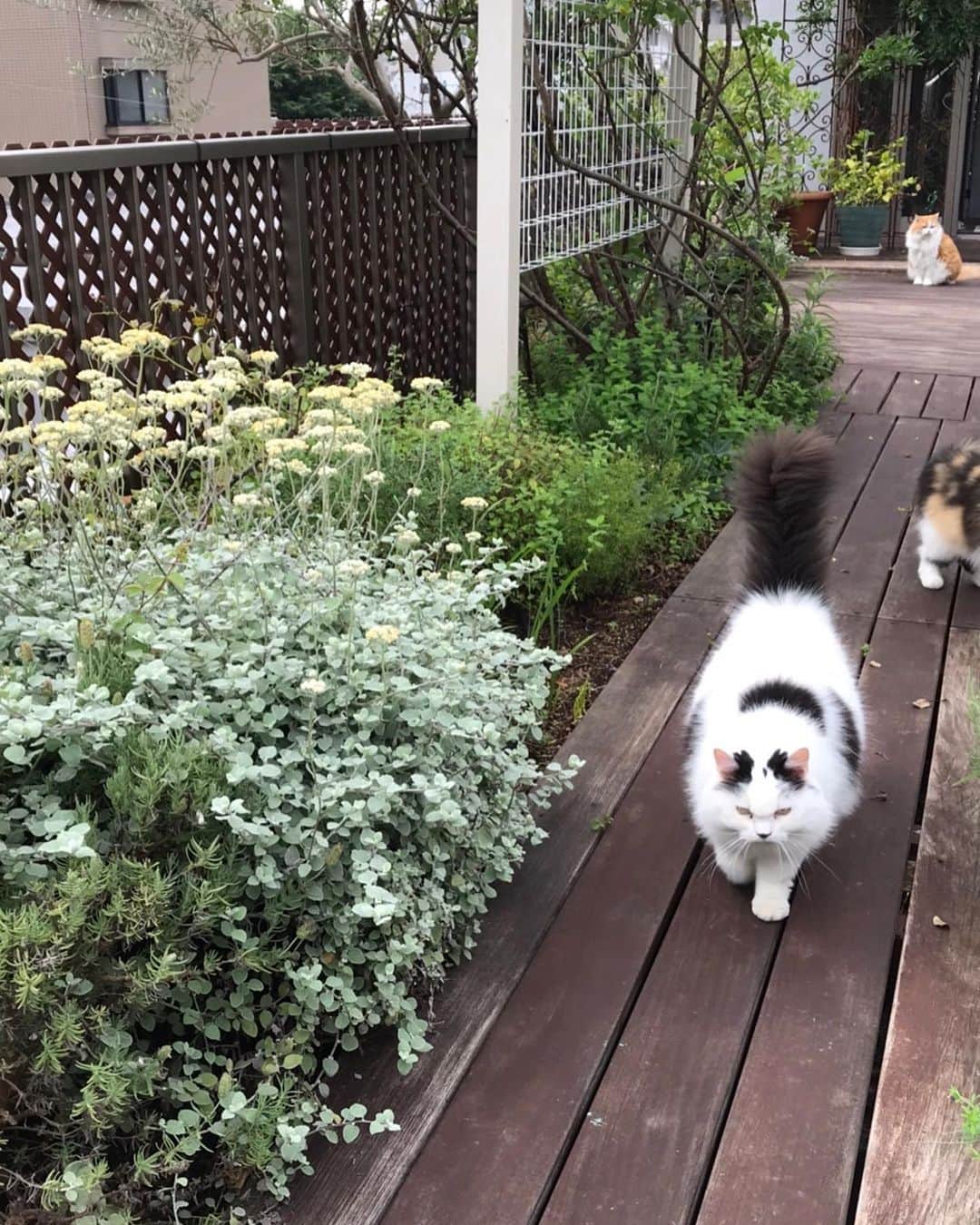 キャシー中島さんのインスタグラム写真 - (キャシー中島Instagram)「* ﻿ 今朝もニャンコーズは私のことをじーっと見守ってくれます。﻿ どこにいても愛情のある視線を感じます。﻿ ﻿ この頃にゃにゃ吉が甘えてきます。﻿ ずっとツンデレだったのにね。﻿ 屋上に行くとネコたちはゾロゾロと私についてきます🐈🐈🐈🐈🐈﻿ ﻿ ちょっとだけプルメリアの花の蕾が膨らんだかも⁉️﻿ ピカ家の花がそろそろ終わります。﻿ ずっといい香りをありがとう❣️﻿ ﻿ 洋輔の部屋に飾ってある絵🖼﻿ 洋輔が中学生の頃に描いた絵です！﻿ 男の子らしい絵で私が気に入って飾ってあります。﻿ ﻿ お昼は#ハワイアンキルト を2枚カットしました。 #アイリス と黄色い#ハイビスカス 。﻿ 黄色いハイビスカスはハワイ州の州花です。﻿ 頑張ってたくさんカットしてまたネットショップに出しますね✂️﻿ ﻿ #キャシー中島#kathynakajima﻿ #キャシーマム#kathymom﻿ #quilt#hawaiianquilt #キルト」6月26日 19時02分 - official_kathynakajima