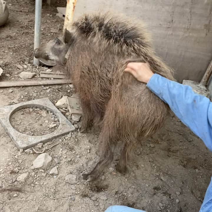 内澤旬子のインスタグラム
