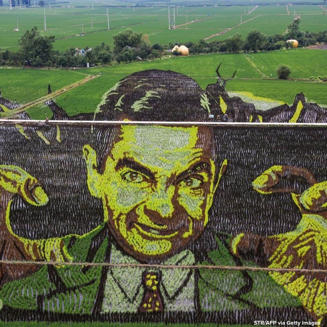 ABC Newsさんのインスタグラム写真 - (ABC NewsInstagram)「Aerial photograph shows an image of actor Rowan Atkinson as character Mr. Bean created using different varieties of rice in a paddy field in China's northeastern Liaoning province. #mrbean #china」6月26日 19時17分 - abcnews
