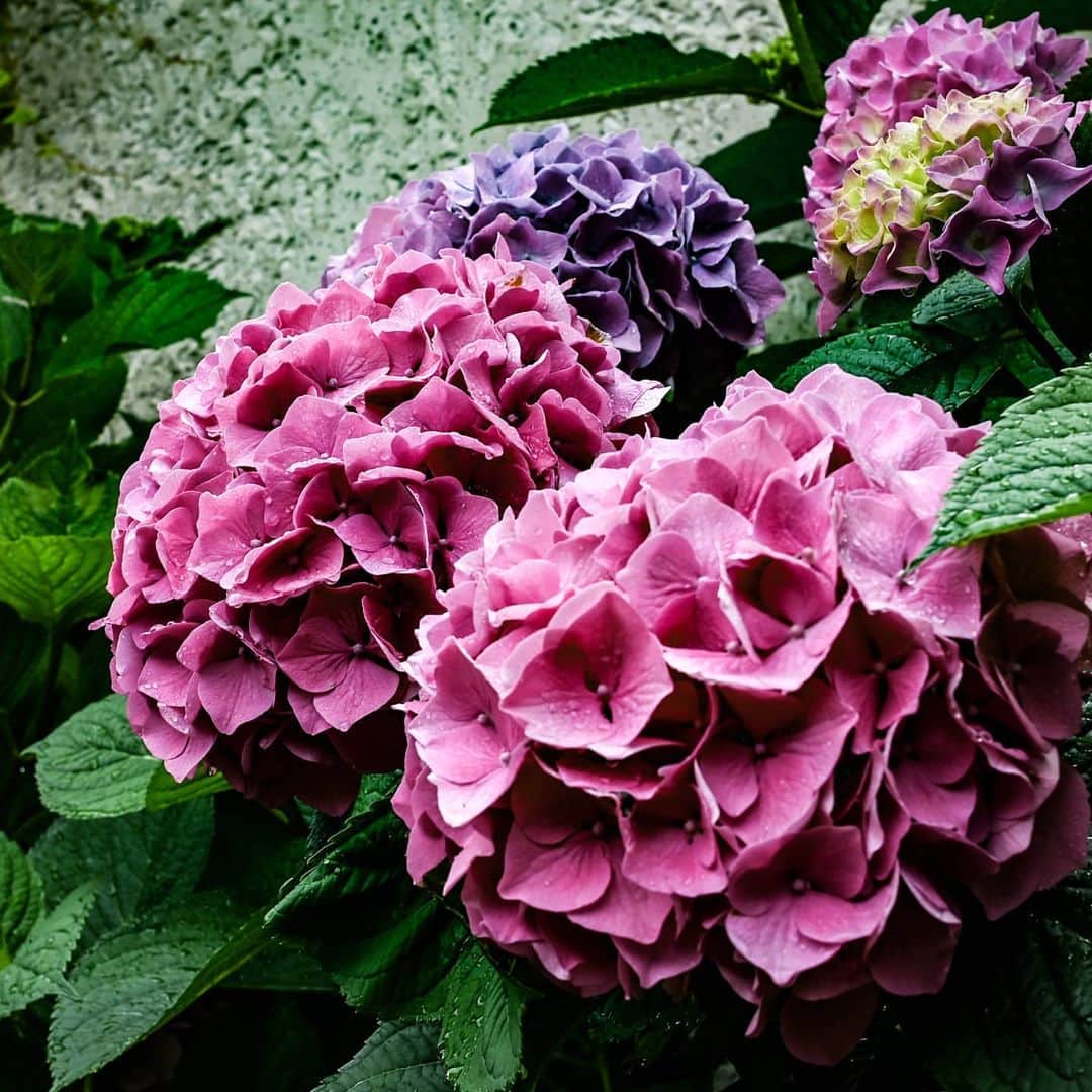 別府史之さんのインスタグラム写真 - (別府史之Instagram)「紫陽花2020 #あしたはどっちだ」6月26日 19時23分 - fumybeppu