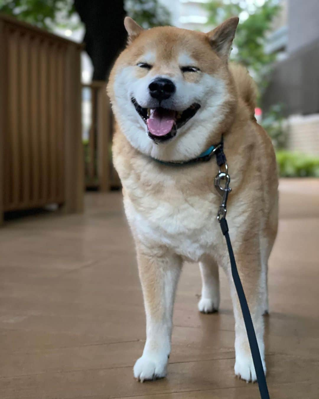 まる（まるたろう）さんのインスタグラム写真 - (まる（まるたろう）Instagram)「Thank you for your working for a week! Have a nice weekend!✨🐶☺️✨みんな今週もよく頑張ったね〜！ #ゆっくり休んでね #お風呂でゆっくり温まる  #肩までつかるんだよ #あるよ #まるも肩あるよ」6月26日 19時54分 - marutaro