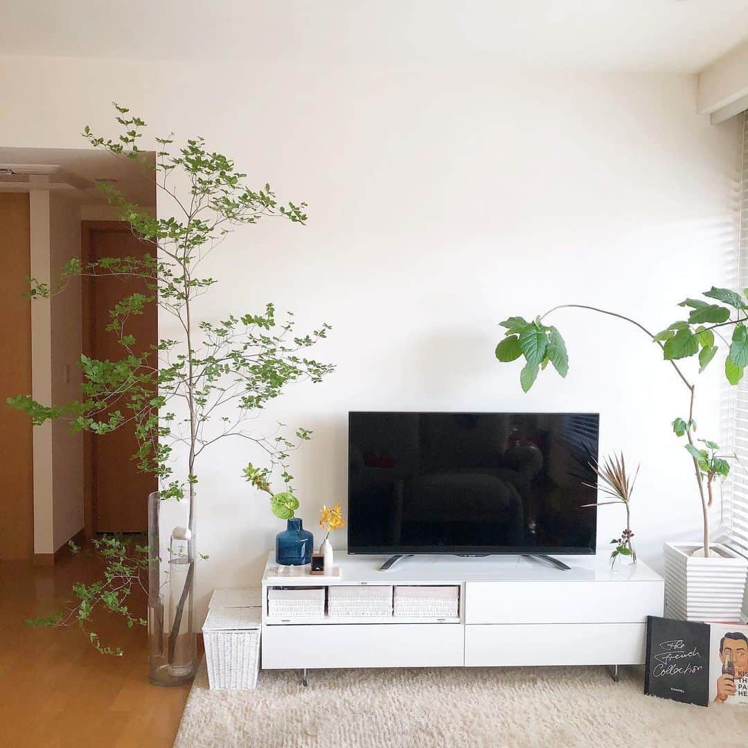 のインスタグラム：「#ドウダンツヅジ 🌿﻿ ﻿ 前回の子も約1ヶ月楽しませてくれて、旦那さんもお気に入りで👦🏻💫﻿ ﻿ また新しく、今回は前回の倍くらいある2m以上の子を連れて帰ってきました☺️💓﻿ ﻿ めちゃくちゃ立派で、家の中で森林浴気分を味わえちゃうほど🧘🏼‍♀️🌈🌲﻿ ﻿ わりと重さもあるので、大きい花瓶の中に、高さのある細めの花瓶に入れて、石で押さえてバランスをとって🧚🏼‍♀️🍃﻿ ﻿ 花瓶に入りきらなかった枝は切って、下の方に活けて🌱﻿ ﻿ ほんと毎日植物たちに癒されてます🤤🌷🌼🌴☀️﻿ ﻿ #green #flowers #flower #tree #home #stayhome #interior #花のある暮らし #グリーンのある暮らし #おうち時間 #インテリア」