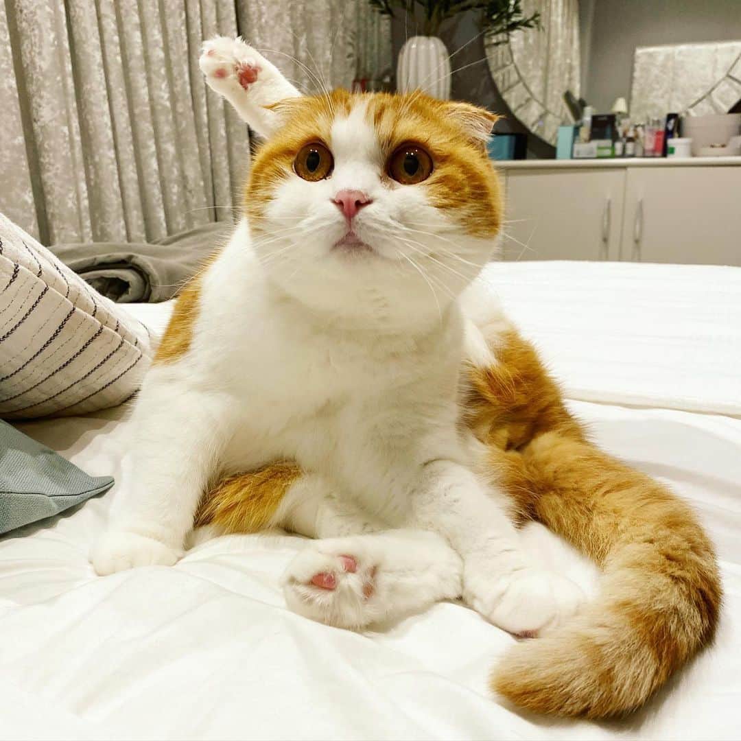 Nana _The Scottish Foldのインスタグラム：「Nana challenges you with this yoga position😜 닝겐들 따라올수있겠냐옹 훗 . .  #고양이 #猫 #ねこ #スコ #cat #cats #catstagram #catsofinstagram #instagramcats #instacat #bestmeow #catoftheday #catsofworld #catsloversworld #catsofday #냥스타그램 #또앙 #귀여워 #냥이 #caturday #gatos #cats_of_instagram #ilovemycat #catselfie #kittensofinstagram #kittens #catsdaily #kucing #london」