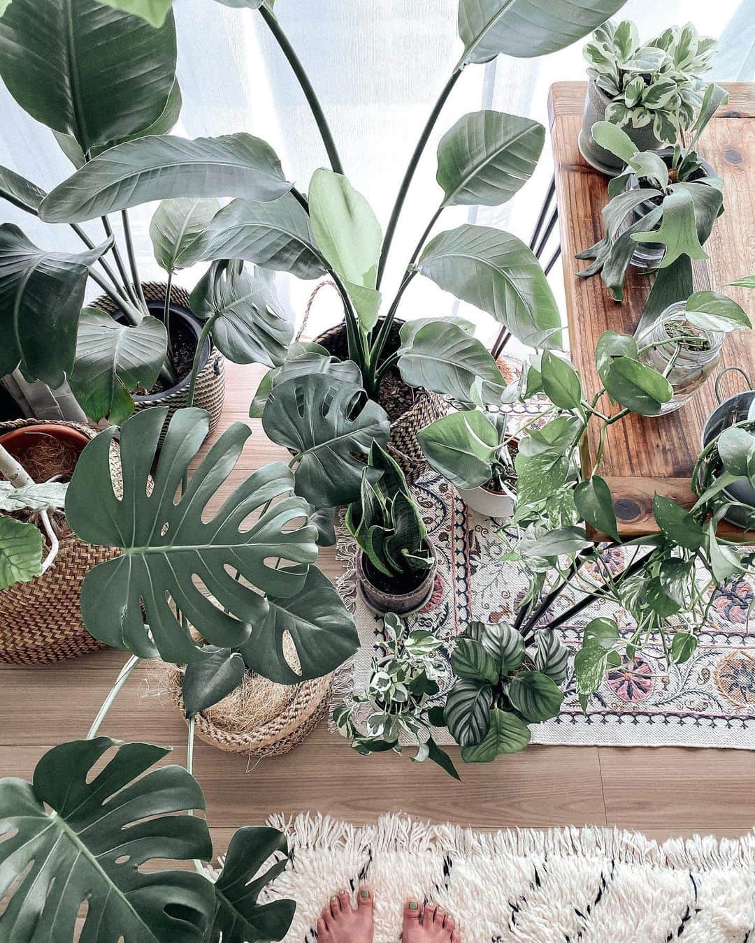 Manamiのインスタグラム：「🌿🌱🌿🌿🌞 今日は天気よかったからGreenたち集合🌿 みんな気持ちよさそうだった😚 またストレリチアの新芽ちゃんいる🌱 ㅤ #マナシカの家 #日光浴」