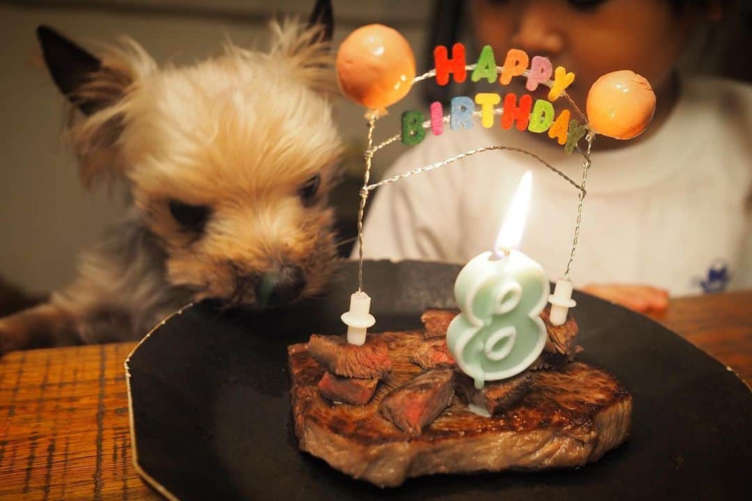 maatamagosanのインスタグラム：「ウルくん8歳のお誕生日おめでとう！ステーキでお祝い🥩元気でいてくれて本当に嬉しい。ねむちゃんからお祝いにたくさんおやつもらいました。大好きなとうふのおやつ！やったね！」