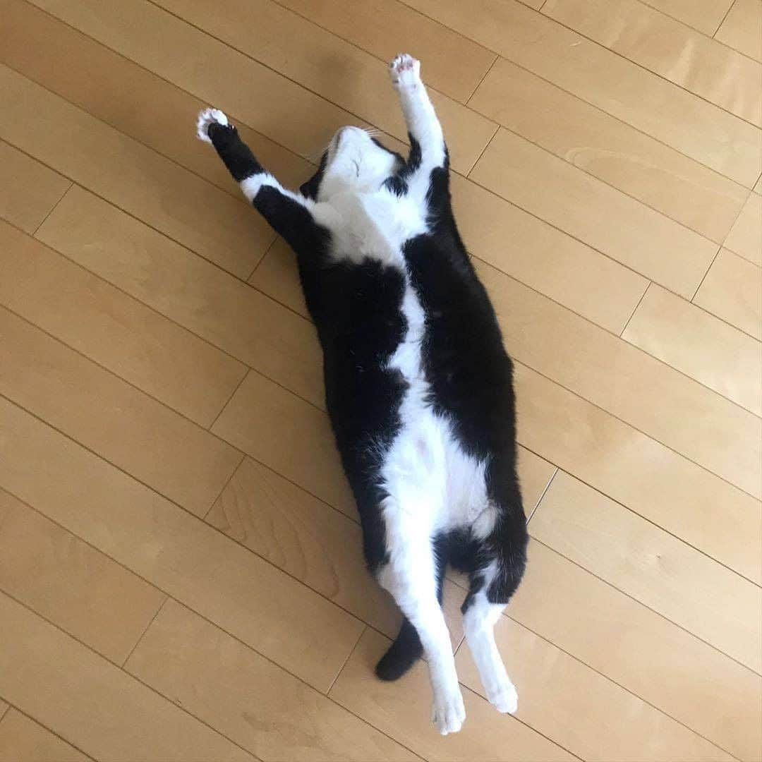 PECOねこ部さんのインスタグラム写真 - (PECOねこ部Instagram)「「やっと金曜日だぁぁぁ！！」 . #キキちゃんに #週末は関係あるのか #分かりませんが😂 #今週もみなさん #お疲れさまでした🙏💕 . 素敵な投稿してくださったのは… @kikibekako さん 他にも素敵なお写真がたくさんあるので、ぜひ遊びに行ってみてくださいね♪  #ペコねこ部 をつけて投稿すると… PECOのSNSで楽しくご紹介させていただきます😋  #ねこ #猫 #ネコ #ねこ部 #にゃんこ #かわいい #cat #cats #catsofinstagram #cats_of_instagram #catstagram #kawaii #meow #catlover #週末 #お疲れさま #はちわれ #ハチワレ #ハチワレ部 #万歳」6月26日 21時00分 - pecocats