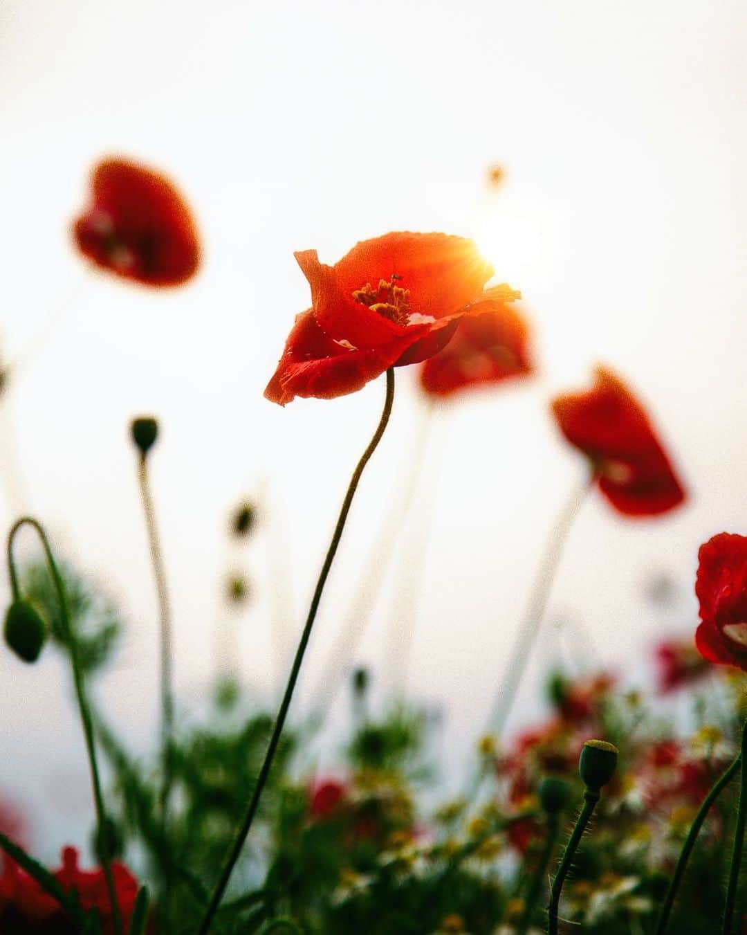 柳澤麻衣さんのインスタグラム写真 - (柳澤麻衣Instagram)「The poppies were blooming beautifully this year as usual. Have a lovely weekend to all ❤️ . 毎年行くポピー畑の花はいつもどおり美しく咲いていました。」6月26日 21時04分 - toile_blanche