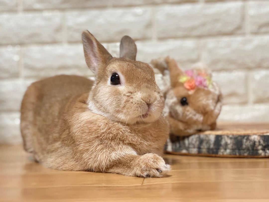 ラン?さんのインスタグラム写真 - (ラン?Instagram)「ゴロンしてる写真撮ってたら、急に立ち上がった！ ＼( `･ω･)┐ｼｭﾀｯ✨ ボクは寝てばっかりじゃないですよ！！！ でも、また定位置に戻りました(^-^)笑 ☆  #うさぎ #ネザーランドドワーフ #rabbit #bunny #bunnystagram  #rabbitstagram  #cute  #かわいい #ふわもこ部  #もふもふ  #zip写真部  #アニマル写真部 #instagramjapan #netherlanddwarf #うさぎと暮らす  #うさぎのいる暮らし #癒し #kawaii #ランちゃん  2020.06.26」6月26日 21時40分 - mofumofuusako