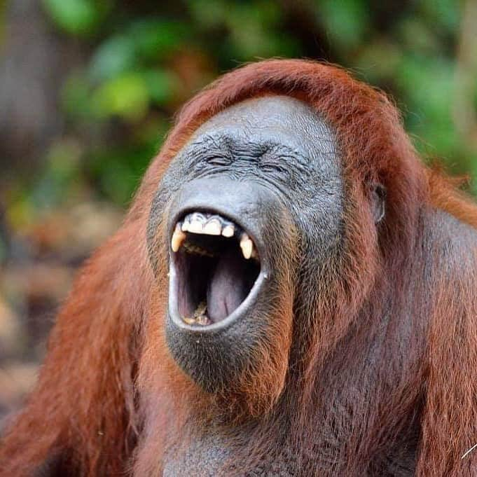 OFI Australiaさんのインスタグラム写真 - (OFI AustraliaInstagram)「Did someone say weekend!!?? This wonderful photo of Siswi, Queen of Camp Leakey, was taken by wildlife photographer Patrick Kientz.  ____________________________________ 🦧 OFIA Founder: Kobe Steele kobe@ofiaustralia.com | OFIA Patron and Ambassador: @drbirute @orangutanfoundationintl @orangutan.canada www.orangutanfoundation.org.au 🦧 🧡 🦧 #orangutan #orphan #rescue #rehabilitate #release #BornToBeWild #Borneo #Indonesia #CampLeakey #orangutans #savetheorangutans #sayNOtopalmoil #palmoil #deforestation #destruction #rainforest #instagood #photooftheday #environment #nature #instanature #endangeredspecies #criticallyendangered #wildlife #orangutanfoundationintl #ofi #drbirute #ofiaustralia #FosterAnOrangutanToday」6月26日 21時46分 - ofi_australia