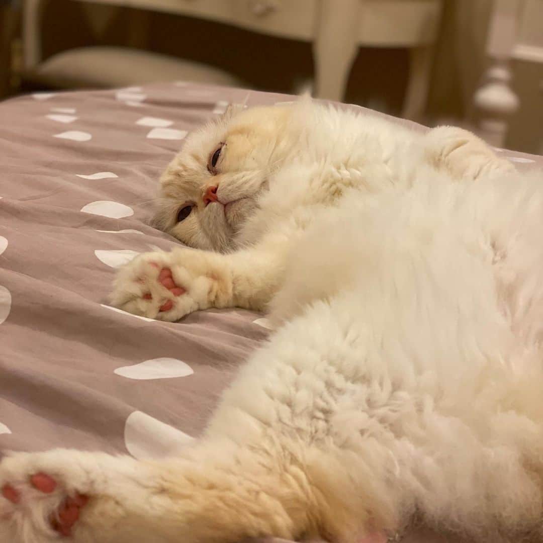 Haruのインスタグラム：「Tired and old #gentleharper #tiredfridays #เหนื่อยนิดเดียวแก่เฉย」