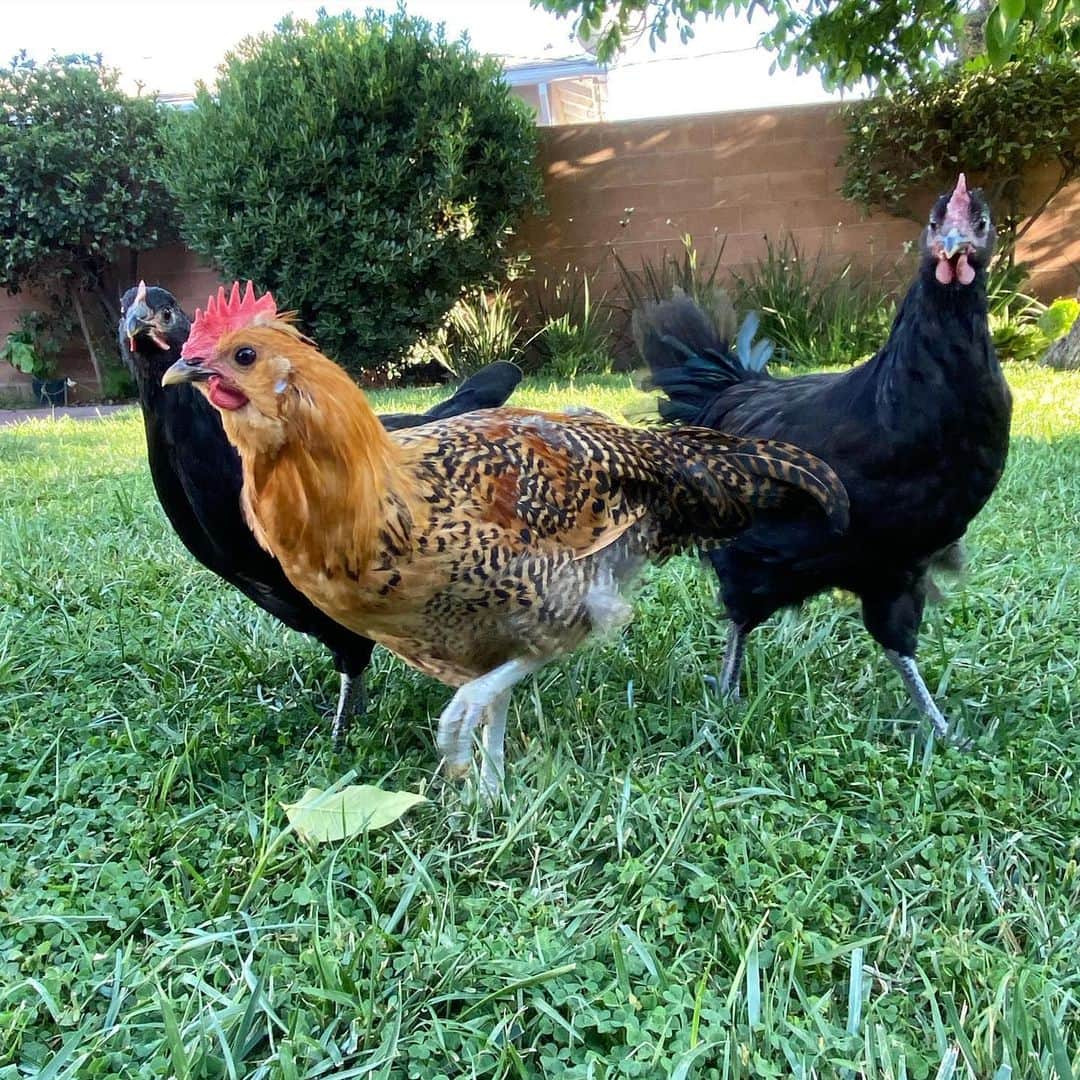 フリーディアのインスタグラム：「Roosters need a new home! FREE!! In March I brought home 3 baby chicks thinking they were all hens and I have found out that TWO of them are roosters! The brown one, was Honey Bird is now Honey Boy just started to practice his morning cockadoodle doo and we also can’t keep them because I don’t think I’m ready for baby chicks! If you know of anyone looking for two VERY handsome Roosters, please let me know. Brown one and the 2nd photo of the Black one. We were calling him Princess Laya and now it’s Prince Luke. They were my favorite and so sweet. Hoping they find a loving home/farm. * *  鶏は新しい家を必要としています！  3月に私は3匹のヒヨコを家に連れて帰りました。それらはすべて女の子だと思っていったが、2羽が男の子であることがわかりました。 茶色いのは、ハニーバードが今はハニーボーイが朝のコッケコーコーを練習し始めたばかりで、私たちはヒヨコちゃんの準備ができていないと思っているので、このオンドリを保つことができません！  2つの非常にハンサムなオンドリを探している人を知っているなら、私に知らせてください。 ブラウンのものとブラックのもの(2枚目の写真)。 私たちは彼をレイヤ王女と呼んでいましたが、今はルーク王子です。 彼らは私のお気に入りでとても甘優しい鶏です。 彼らが愛する家/農場を見つけることを願っています。 #chickensforsale #chickenneedsanewhome #roosters #roostersforsale #losangeles #california #poultry #farm #backyardpoultry #backyardchickens #babychickens #adooptachicken #speckleback #sussex #austrolorp #austrolorpchickens」